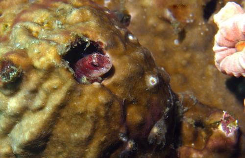 Throatspot Blenny — seen at this dive site
