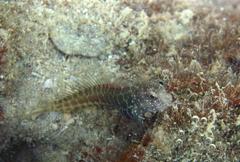 Salarias segmentatus