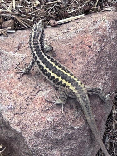 Apathya cappadocica urmiana