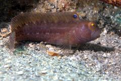 Parablennius marmoreus