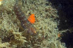 Parablennius marmoreus