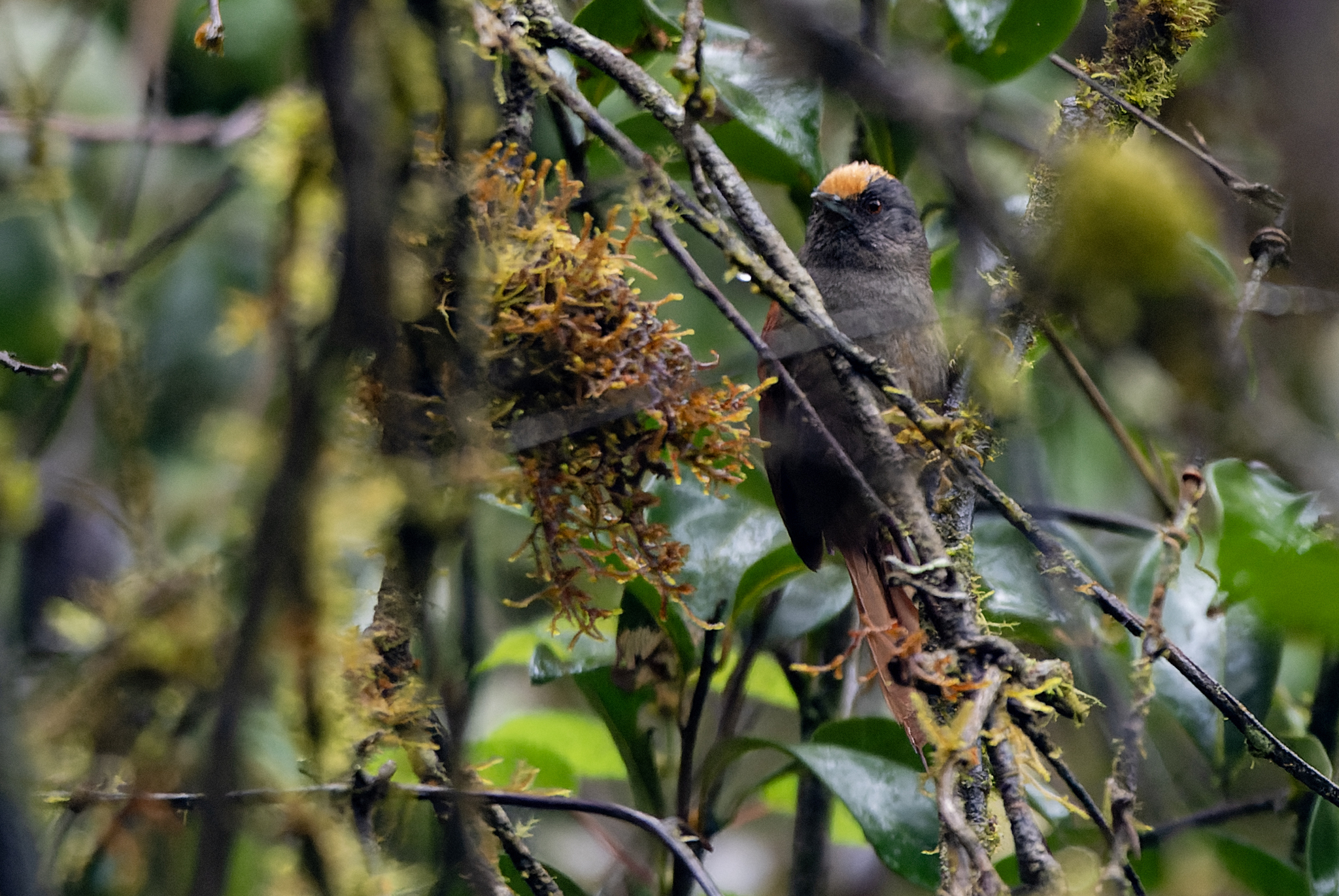Light-crowned Spinetail (Cranioleuca albiceps), photo 1