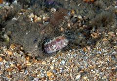 Parablennius marmoreus