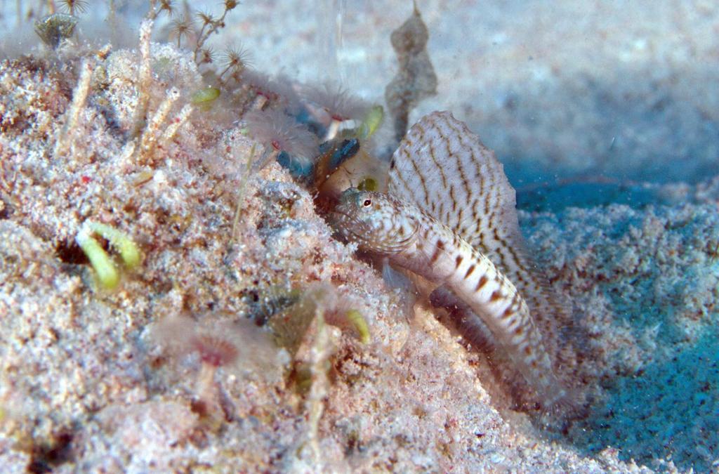 Sailfin Blenny