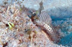 Emblemaria pandionis