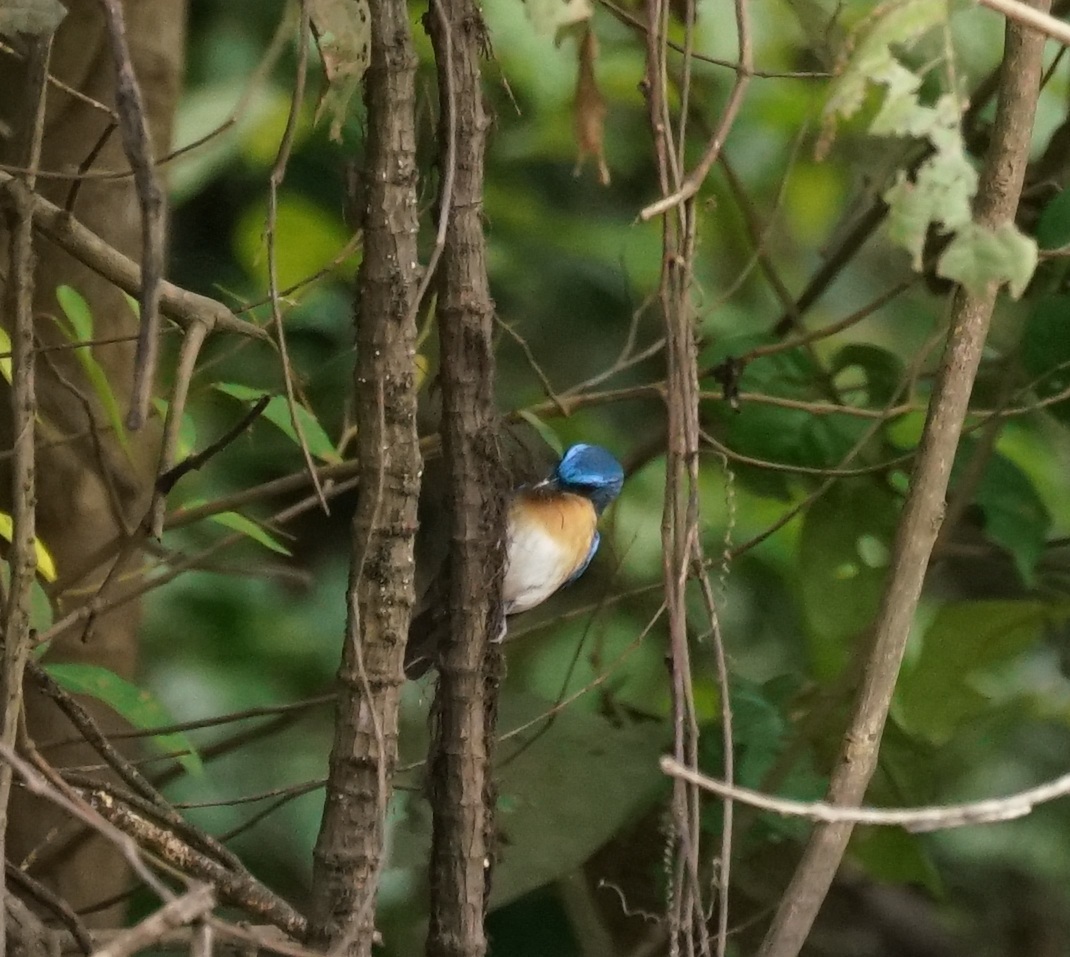 Malaysian Blue Flycatcher (Cyornis turcosus), photo 9