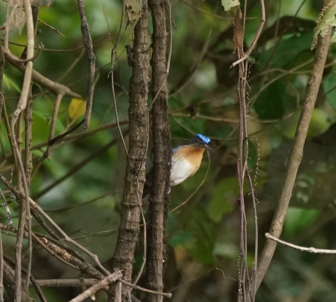 Malaysian Blue Flycatcher (Cyornis turcosus), photo 10
