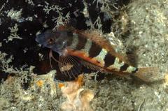 Malacoctenus triangulatus