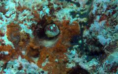 Nannosalarias nativitatis