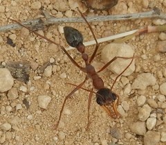 Myrmecia desertorum