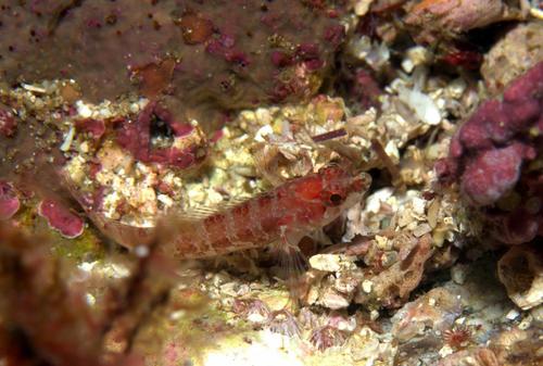 Redrump blenny (Xenomedea rhodopyga) — Labrisomidae