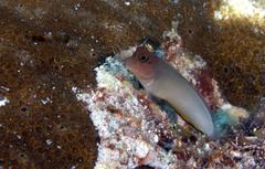 Ophioblennius macclurei