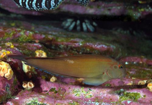 Panamic Fanged Blenny