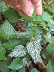 Lamium galeobdolon flavidum