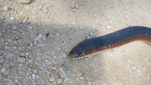 Lowlands Copperhead sighting