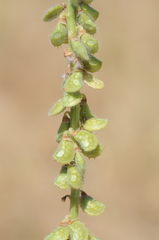 Onobrychis grandis