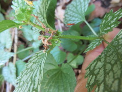 Lamium galeobdolon flavidum