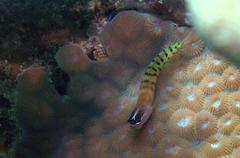 Ecsenius fijiensis