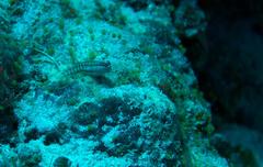 Ecsenius opsifrontalis