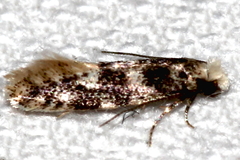 Infurcitinea roesslerella