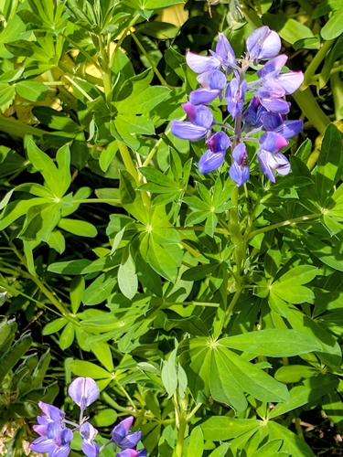 Nootka Lupine (Lupinus nootkatensis)