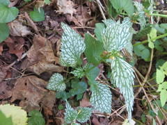 Lamium galeobdolon flavidum