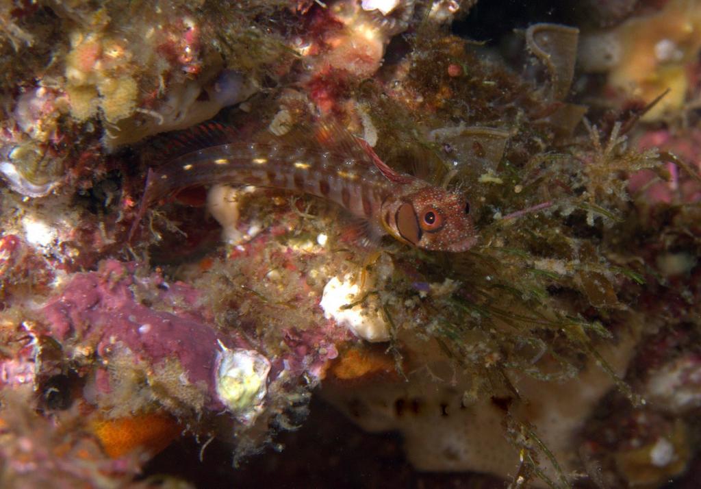 Browncheek Blenny