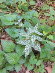 Lamium galeobdolon flavidum