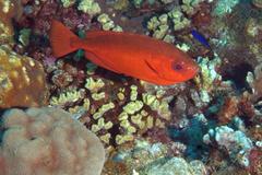 Heteropriacanthus cruentatus