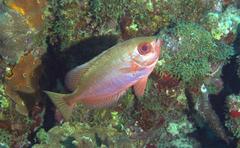 Heteropriacanthus cruentatus