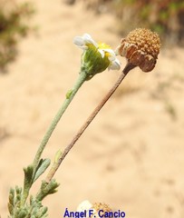 Anthemis maritima