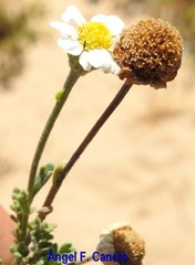 Anthemis maritima