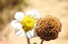 Anthemis maritima