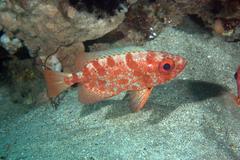 Priacanthus