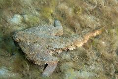 Ogcocephalus nasutus