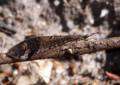 Glenoleon pulchellus