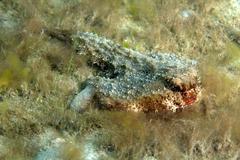 Ogcocephalus nasutus