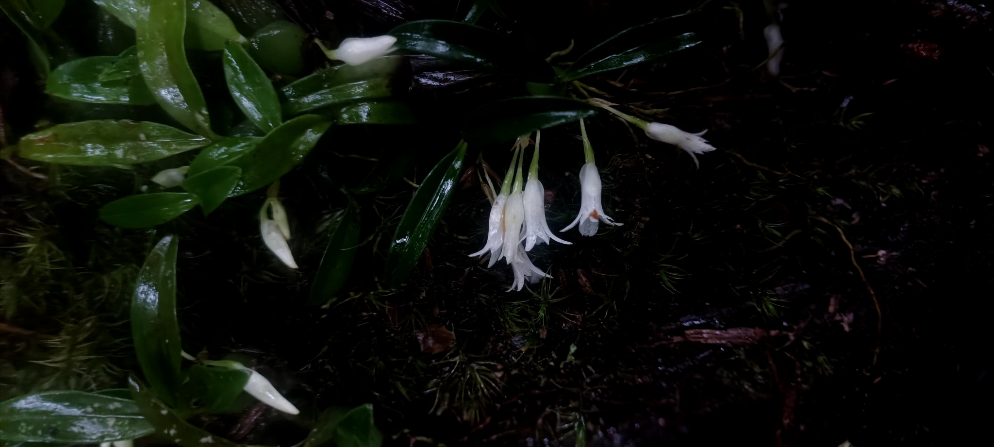 Coelogyne spathulata (Coelogyne spathulata)