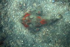Ogcocephalus cubifrons