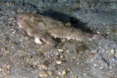 Ogcocephalus cubifrons