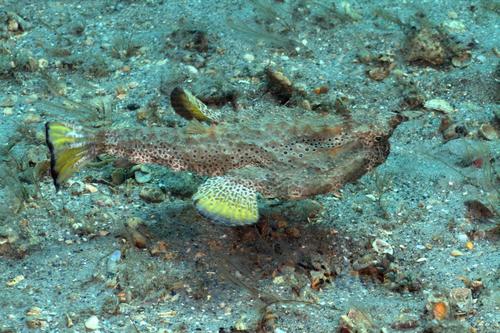 Polka-dot Batfish | Native Nature