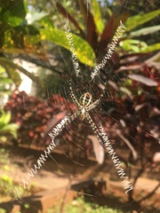 Argiope aemula