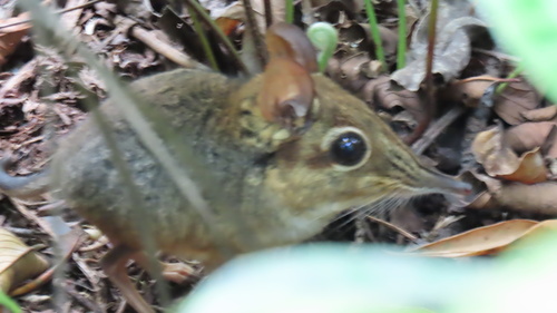 Four-toed Sengi (Petrodromus tetradactylus)