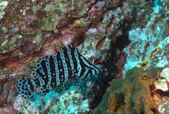 Dermatolepis dermatolepis