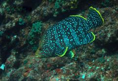 Dermatolepis dermatolepis