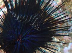 Dermatolepis dermatolepis