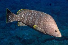 Dermatolepis dermatolepis