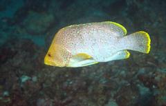 Dermatolepis dermatolepis