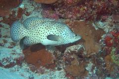 Chromileptes altivelis