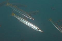 Sphyraena flavicauda